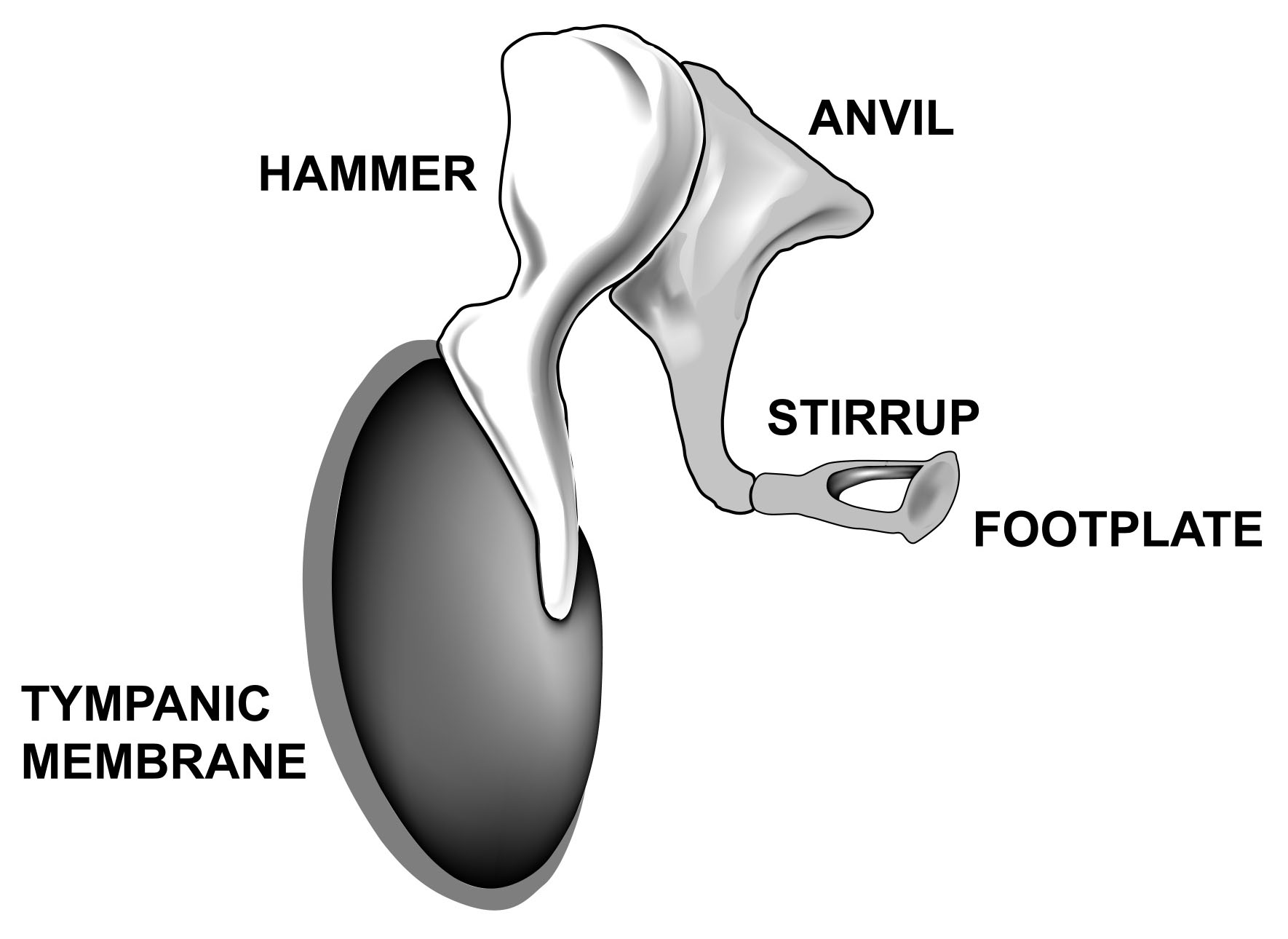 ossicles